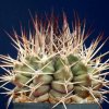 Gymnocalycium_michoga